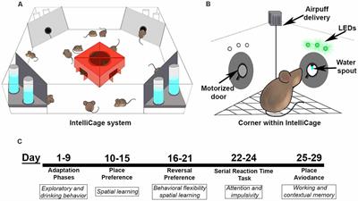 IntelliCage Automated Behavioral Phenotyping Reveals Behavior Deficits in the 3xTg-AD Mouse Model of Alzheimer’s Disease Associated With Brain Weight